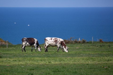 Normandy cows