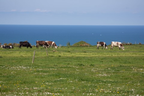 Normandy cows