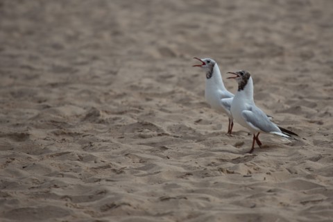 Courseulles-sur-Mer (Calvados)