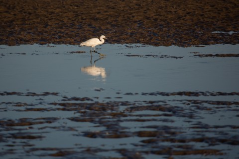 Blonville-sur-Mer (Calvados)