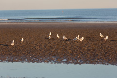 Deauville (Calvados)