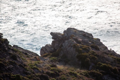 Cap d'Erquy (Côtes d'Armor)