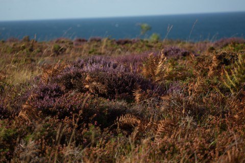 Cap d'Erquy (Côtes d'Armor)