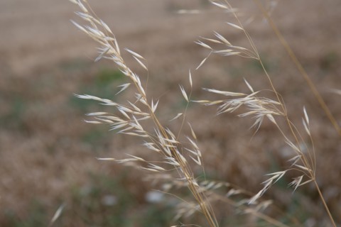 Pléneuf Val André (Côtes d'Armor)