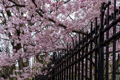Paris, prunus en fleurs