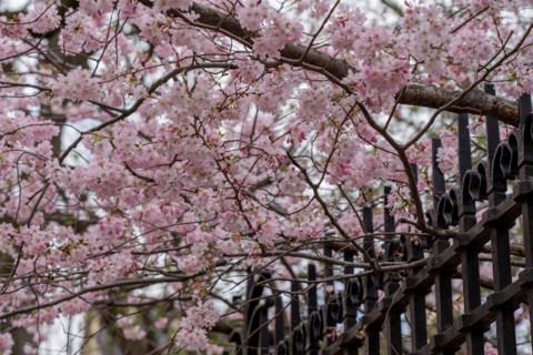 Paris, prunus en fleurs