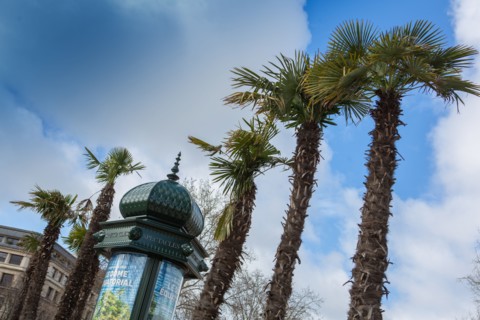 Paris, palm trees and Morris column (advertising column)