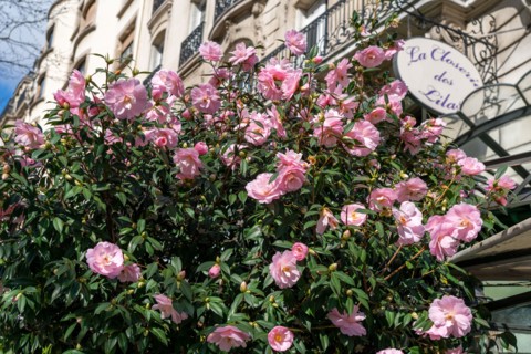 Paris, Closerie des Lilas