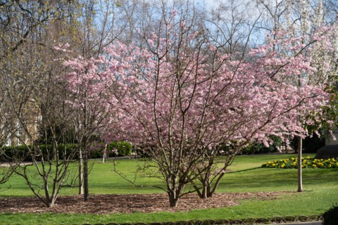 Paris, jardin du Luxembourg