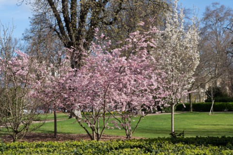 Paris, jardin du Luxembourg
