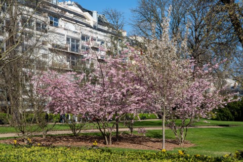 Paris, jardin du Luxembourg