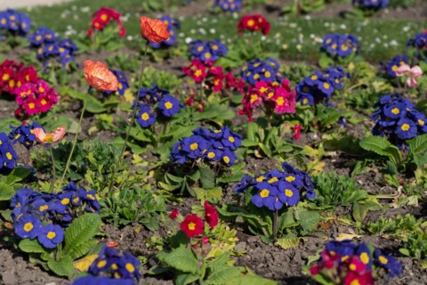 Paris, primevères et coquelicots