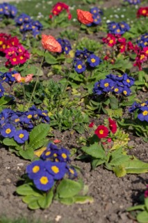 Paris, primevères et coquelicots