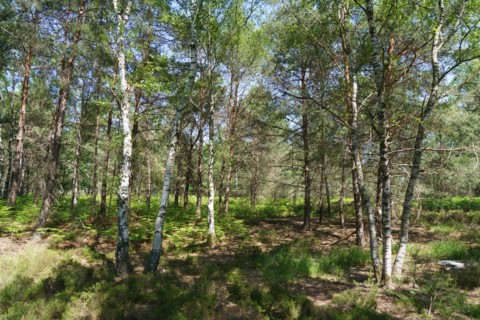 Forêt de Fontainebleau