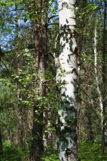 Forêt de Fontainebleau