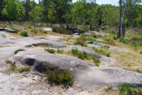 Forêt de Fontainebleau