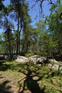 Forêt de Fontainebleau