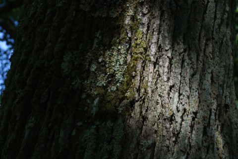 Forêt de Fontainebleau