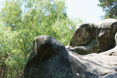Forêt de Fontainebleau