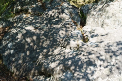 Forêt de Fontainebleau