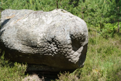 Forêt de Fontainebleau