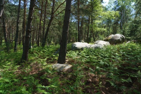 Forêt de Fontainebleau