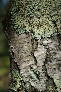 Forêt de Fontainebleau