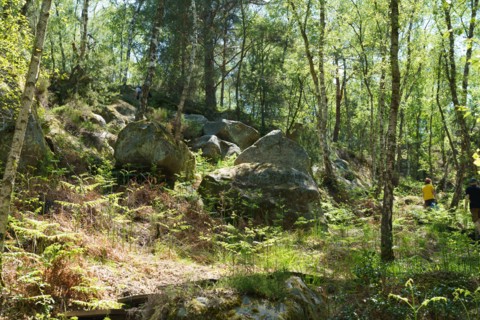 Forêt de Fontainebleau