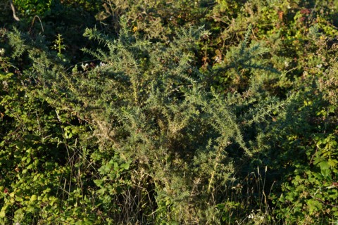 Heath and gorse at the Pointe de Kermorvan, North tip of Finistère