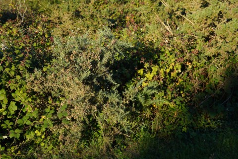 Heath and gorse at the Pointe de Kermorvan, North tip of Finistère