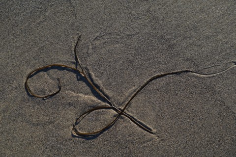 Algue sur le sable