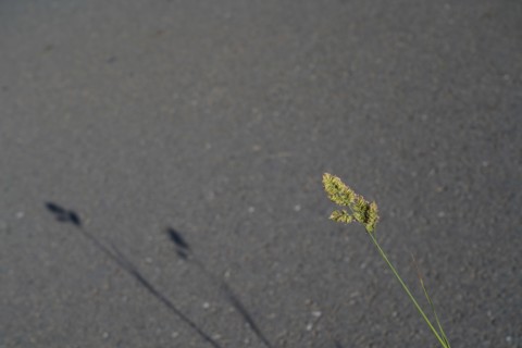 Shadows of the grass on the road
