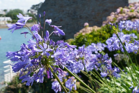 Agapanthus