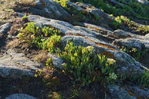Pointe de Kermorvan, Finistère nord