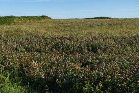 Lande et bruyère, Pointe de Kermorvan, Finistère nord