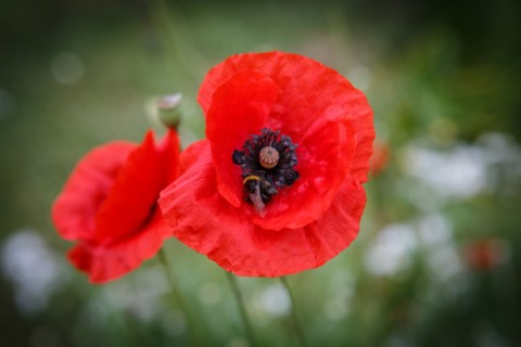 Coquelicots