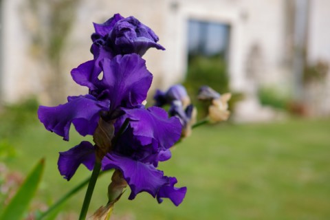 Iris violet