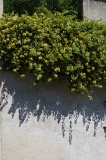 Chèvrefeuille sur un mur
