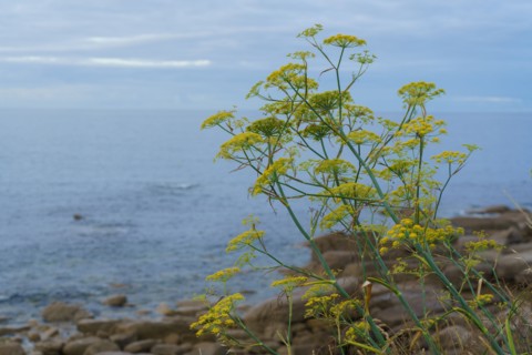 Pointe de Trévignon, Finistère sud