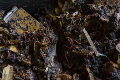 Food waste in vermicomposting bins