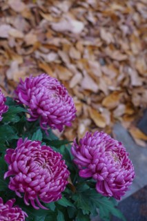 Paris, Montparnasse Cemetery at All Saints' Day