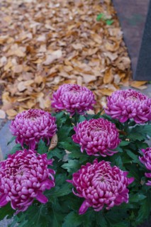 Paris, cimetière du Montparnasse à la Toussaint