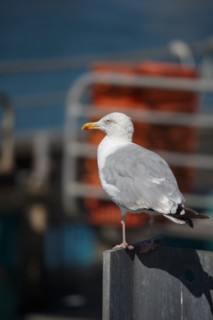 Dieppe (Seine-Maritime)