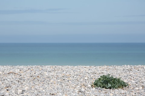 Quiberville-sur-Mer (Seine-Maritime)