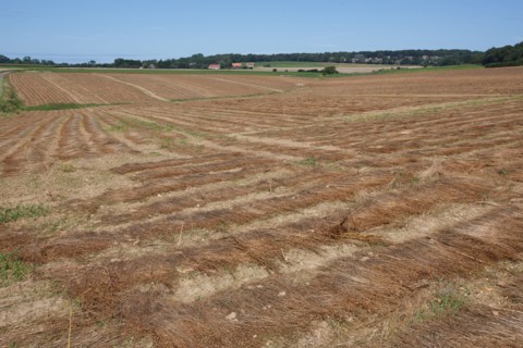 Longueil (Seine-Maritime)