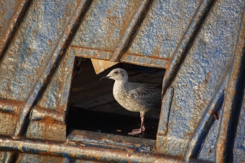 Barfleur (Manche)