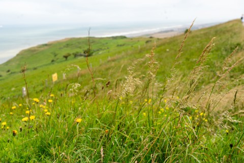 Cap Blanc-Nez (Pas-de-Calais)