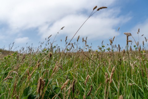 Cap Blanc-Nez (Pas-de-Calais)