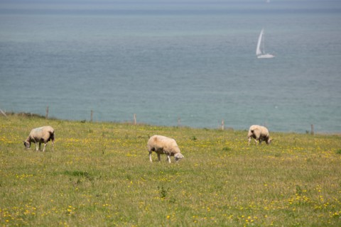 Cap Blanc-Nez (Pas-de-Calais)