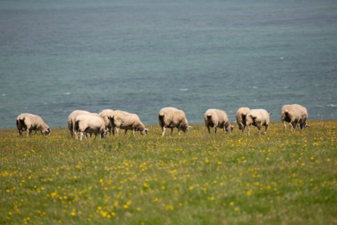 Cap Blanc-Nez (Pas-de-Calais)